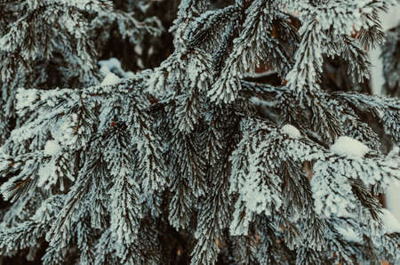 Branches blue spruce covered with snow and frost.Winter and nature.