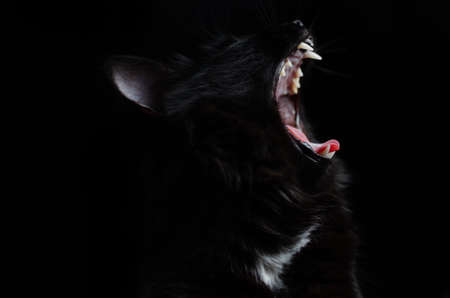 Black cat with white fangs on black background yawning opened her mouth.の写真素材