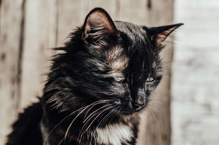 Sad, homeless shaggy black cat.の写真素材
