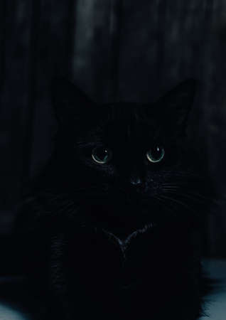 Beautiful black cat with big eyes on a black background lies with outstretched paws.の写真素材