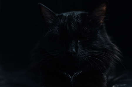 Sleep, beautiful home and a black cat on a black background.の写真素材