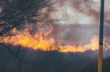 Strong fire and smoke, grass and reeds in flames.Black smoke.の写真素材