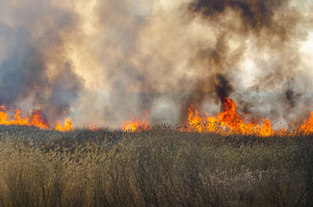 Strong fire and smoke, grass and reeds in flames.Black smoke.