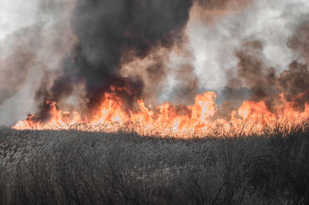 Strong fire and smoke, grass and reeds in flames.Black smoke.の写真素材