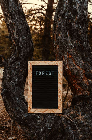 Letter board with inscription forest installed on a pine tree in forest.の写真素材