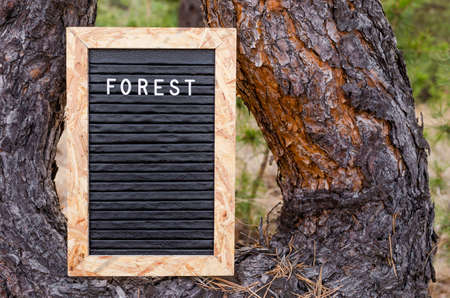 Letter board with inscription forest installed on a pine tree in forest.の写真素材