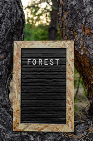 Letter board with inscription forest installed on a pine tree in forest.の写真素材