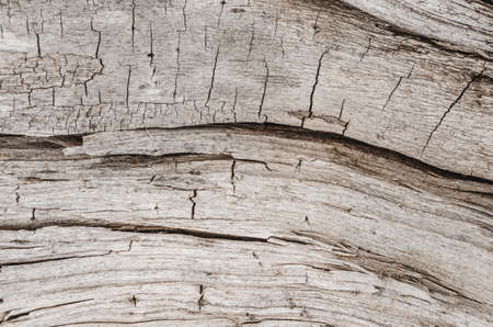 Texture of an old, fallen tree.Wood background.の写真素材
