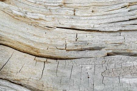 Texture of an old, fallen tree.Wood background.