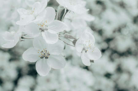Flowers of Apple blossom. Background of white, beautiful and spring plants.の写真素材