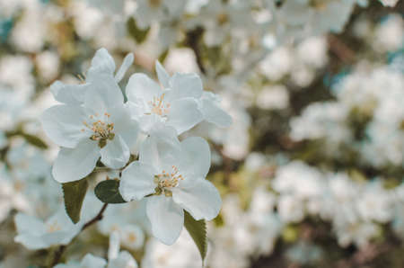 Flowers of Apple blossom. Background of white, beautiful and spring plants.の写真素材