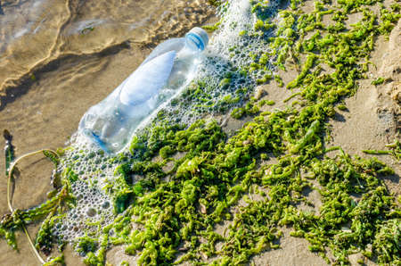 Garbage and green algae on the sandy beach, pollution, environmental disaster.の写真素材