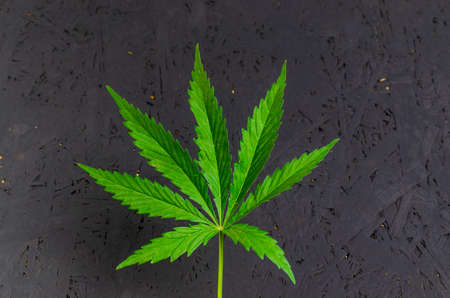 Green hemp leaf on black painted background.