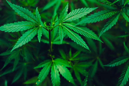 Green background of marijuana leaves is a plant for treatment and rest.Cannabis, medicine and drug.の写真素材