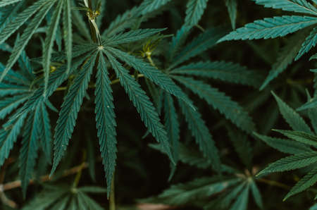 Green background of marijuana leaves is a plant for treatment and rest.Cannabis, medicine and drug.の写真素材
