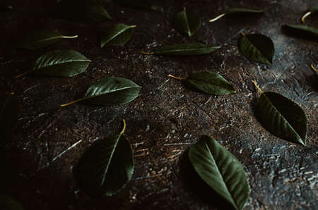Fallen dark green foliage on the old,concrete, rustic floor.