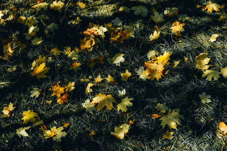 Fallen, yellowed maple leaves on the green grass.
