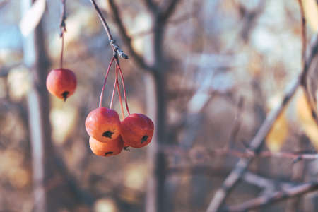 Wild apples, Ranetki are hanging on the frost with fallen foliage autumn.