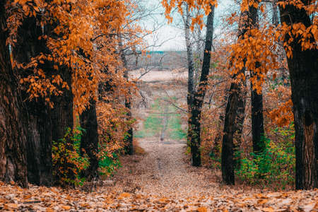 Trees in the autumn Park are covered with yellow leaves.