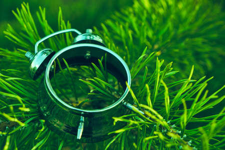 Old dismantled alarm clock lies on the bright green pine branches.