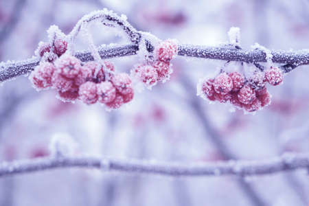 Mountain ash is covered with frost after heavy fog and frost.の写真素材