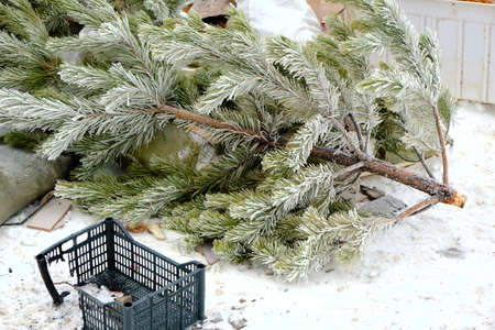 Discarded Christmas tree in the trash after the holiday