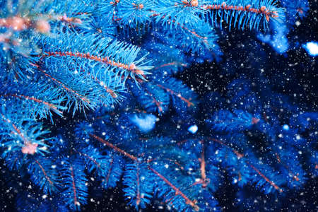 Background of bright blue branches of blue pine in winterの写真素材