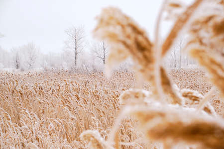 Field of reeds dusted with white snowの写真素材