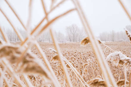 Field of reeds dusted with white snowの写真素材