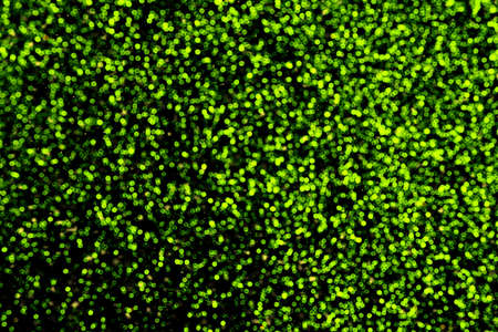 Abstract background with blurred bokeh in green