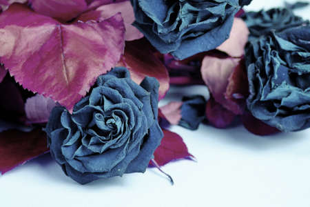 Bouquet of colored, wilted, blue roses with red foliage
