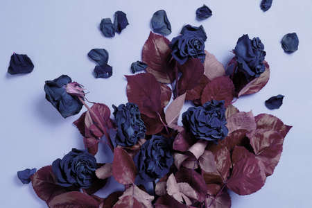 Bouquet of colored, wilted, blue roses with red foliage
