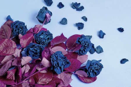 Bouquet of colored, wilted, blue roses with red foliageの写真素材