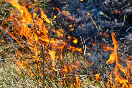 Arson of dry grass and reeds, fires of environmental pollution