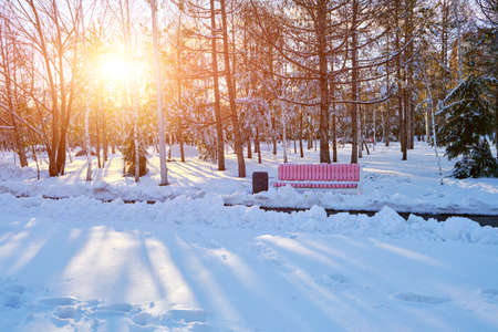Park bench in winter against the background of the evening sunsetの写真素材