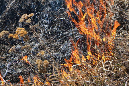 Arson of dry grass and reeds, fires of environmental pollutionの写真素材