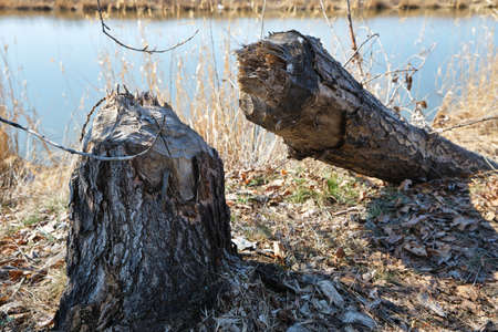 Fallen tree on the Bank of the river eroded by beaversの写真素材