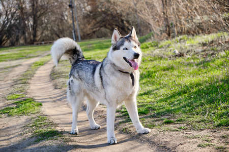 Portrait of a Siberian husky dog with multicolored eyes in a nature Park