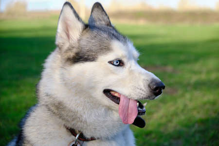 Muzzle gray colored dog Siberian husky breed with its tongue hanging out