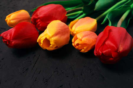 Seven red and yellow tulips on a black backgroundの写真素材