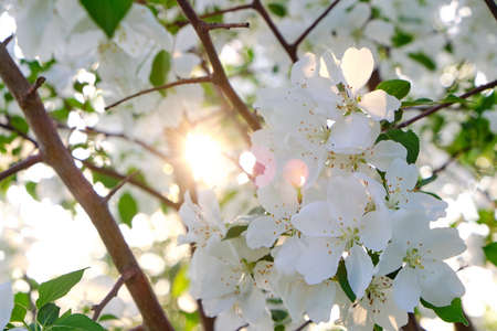 Flowers of a blooming Apple tree at sunset in the warm rays of the sun