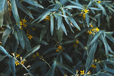 Background of foliage and yellow flowers of the flowering Loch narrow-leaved,Elaeagnus angustifoliaの写真素材