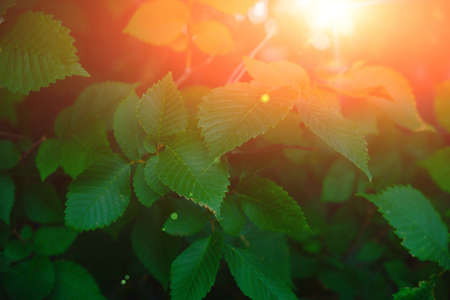 Background bright green foliage on a dark background with sunlight