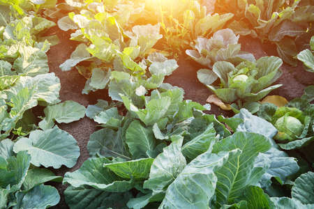 Freshly grown cabbage in the farmer's garden.Garden planted with cabbage, evening sunsetの写真素材