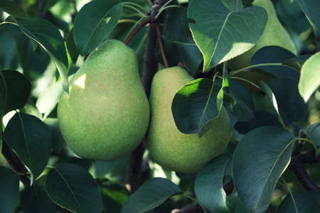 Ripe pears hanging on a branch are covered with green leaves.Fruit close upの写真素材