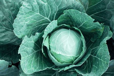 Cabbage head close-up growing in the garden.Clean healthy vegetables