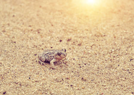 Small frog is sitting on the sand drying after the rain in the warm sunの写真素材