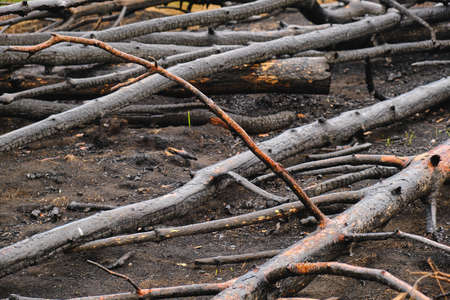Fallen burned and charred trees after a fire in a pine forest