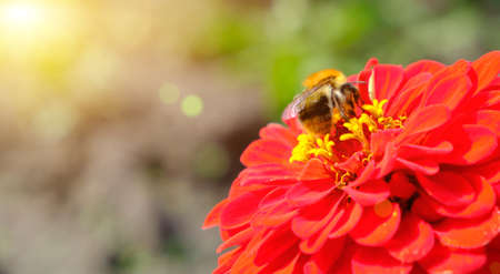 Bumblebee collects pollen from a flower, a bright red flower with a bee under a bright sunの写真素材