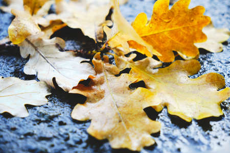 Yellow oak leaves falling on the wet asphalt in autumnの写真素材